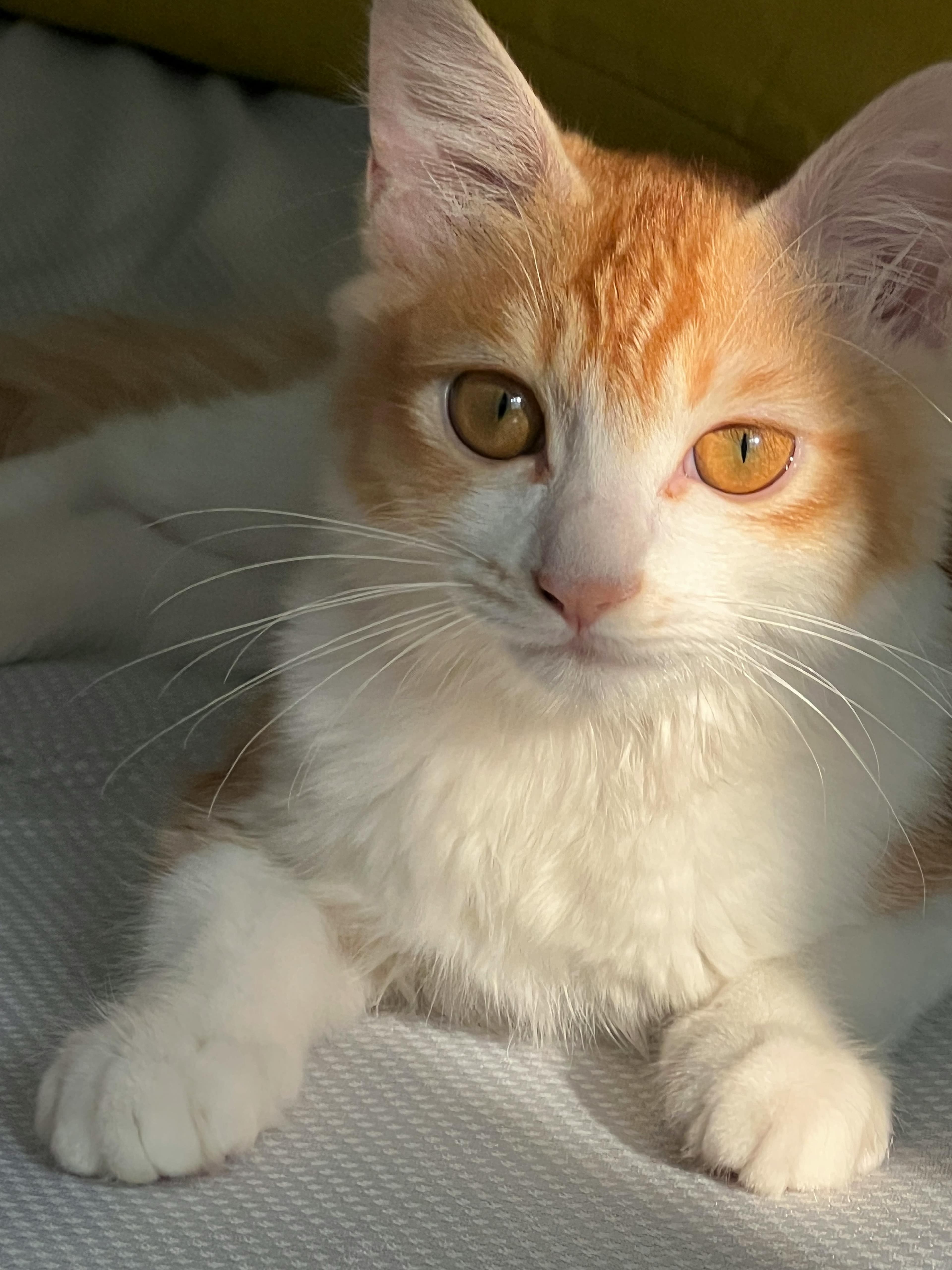 Close-up of a fluffy orange and white cat with amber eyes in warm sunlight